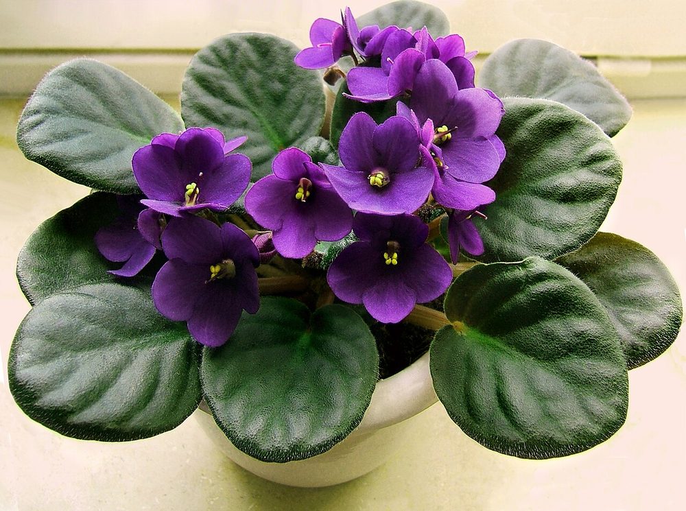 African Violet (mini) (Saintpaulia ionantha)