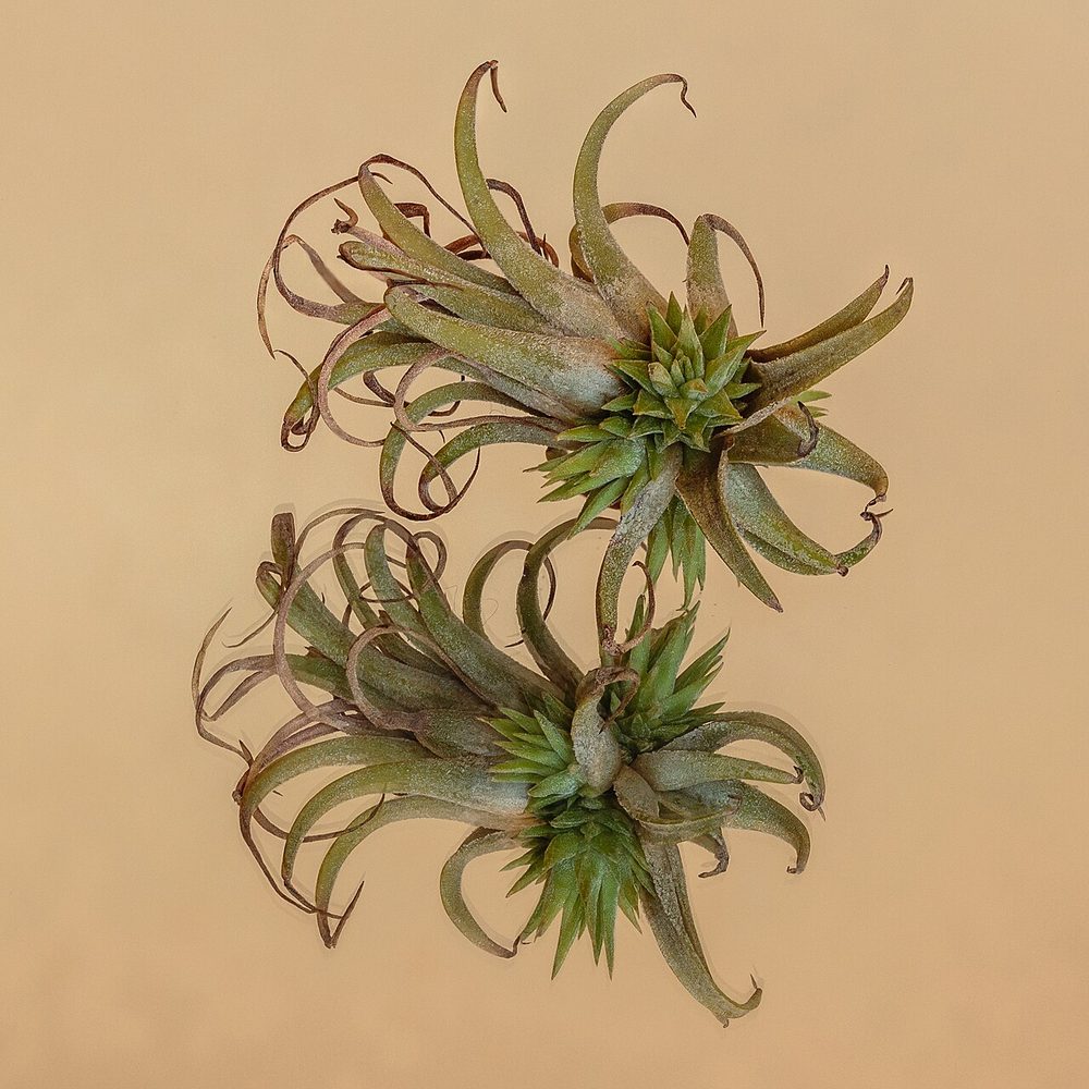 Air Plant (Tillandsia ionantha)