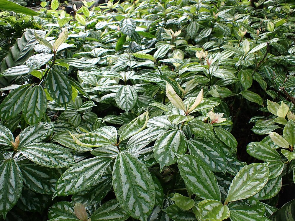 Aluminium Plant (Pilea cadierei)
