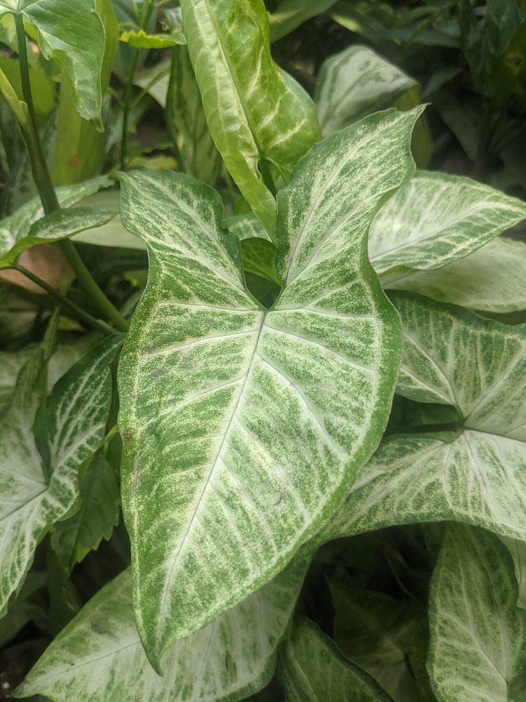 Arrowhead Vine (mini) (Syngonium podophyllum)