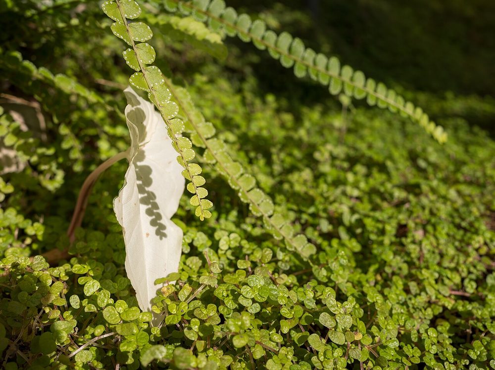 Baby's Tears (Soleirolia soleirolii)