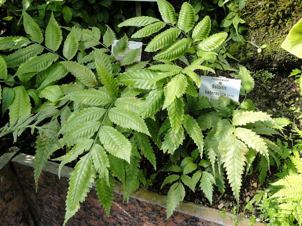Bolbitis (Bolbitis heteroclita "Difformis")
