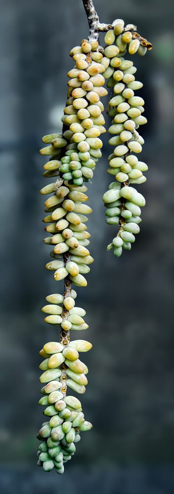 Burro's Tail (Sedum morganianum)