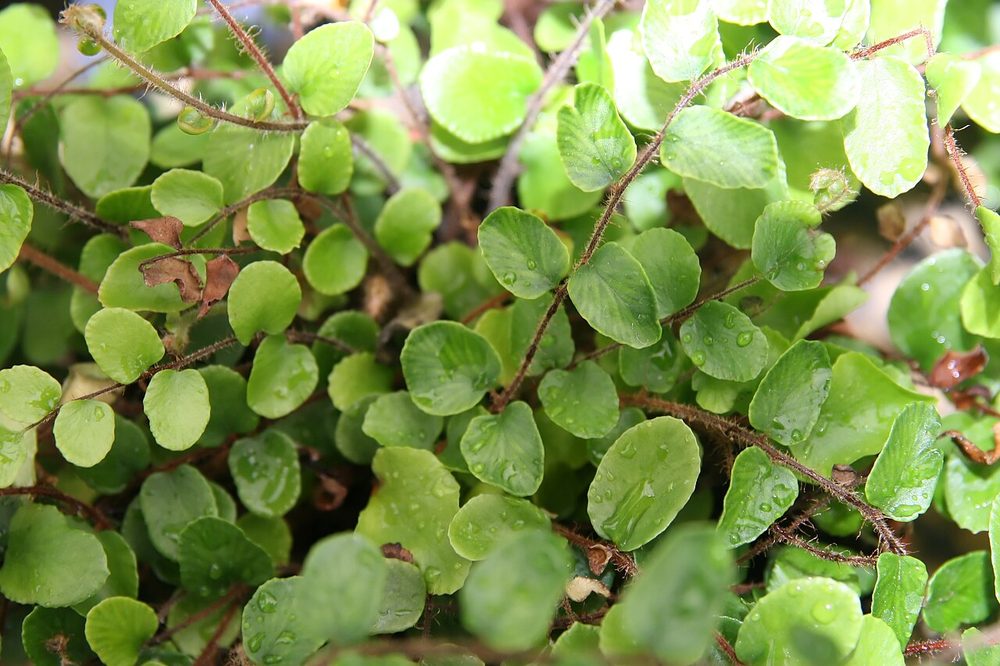 Button Fern (Pellaea rotundifolia)
