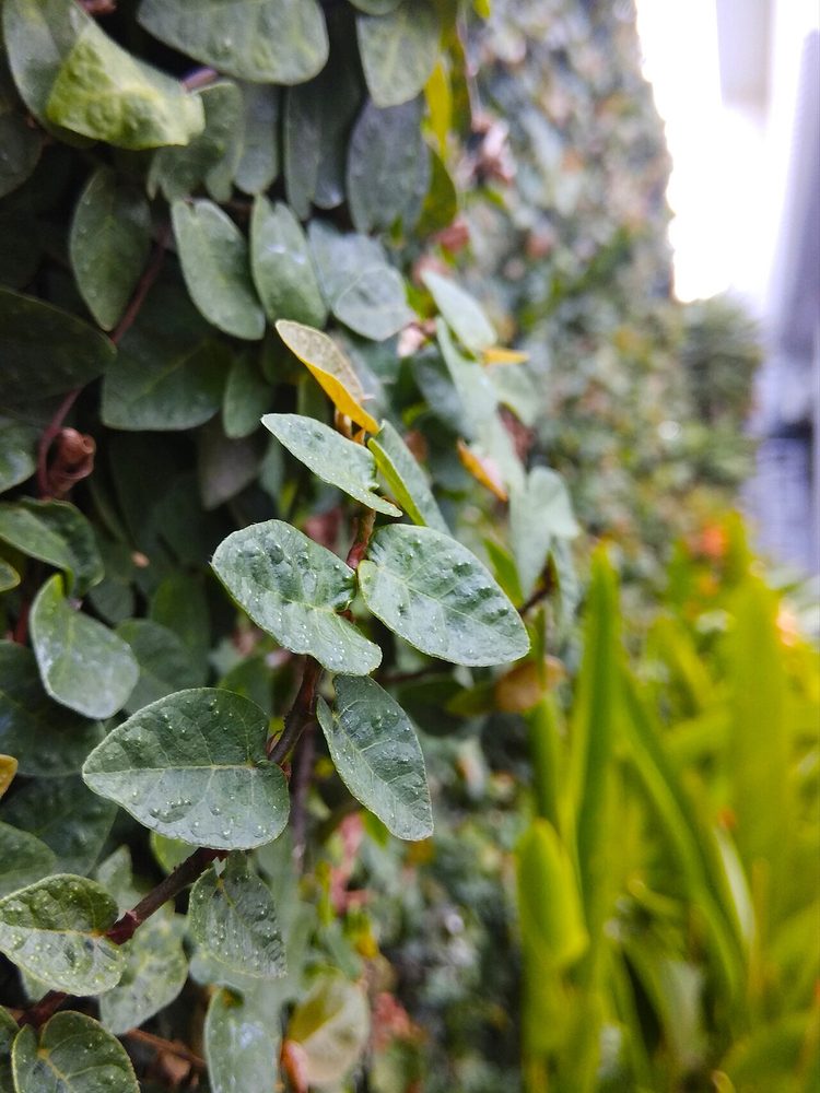 Creeping Fig (Ficus pumila)