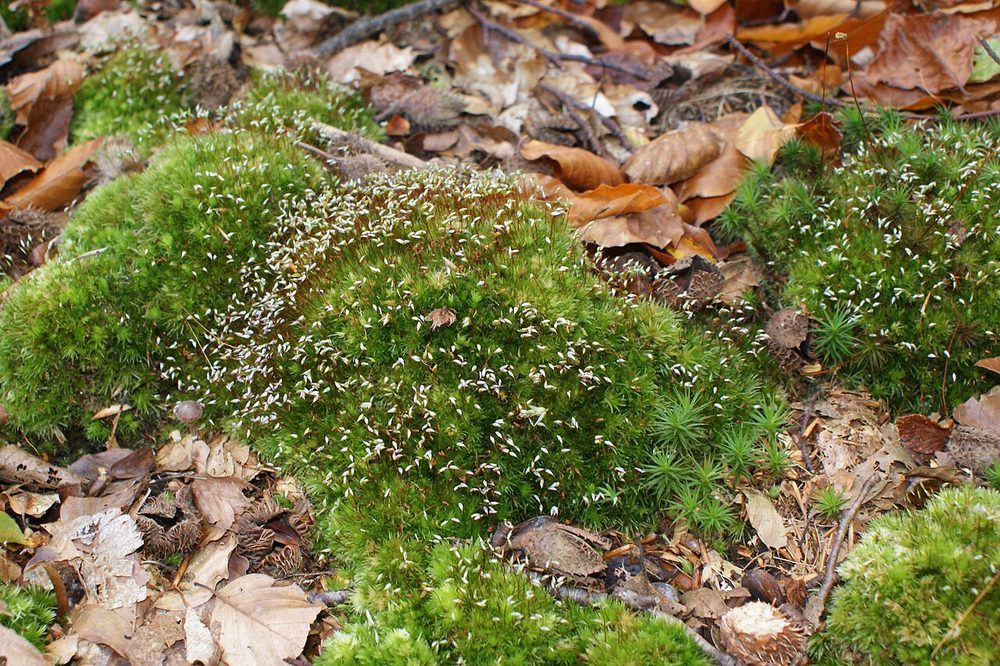 Cushion Moss (Leucobryum glaucum)