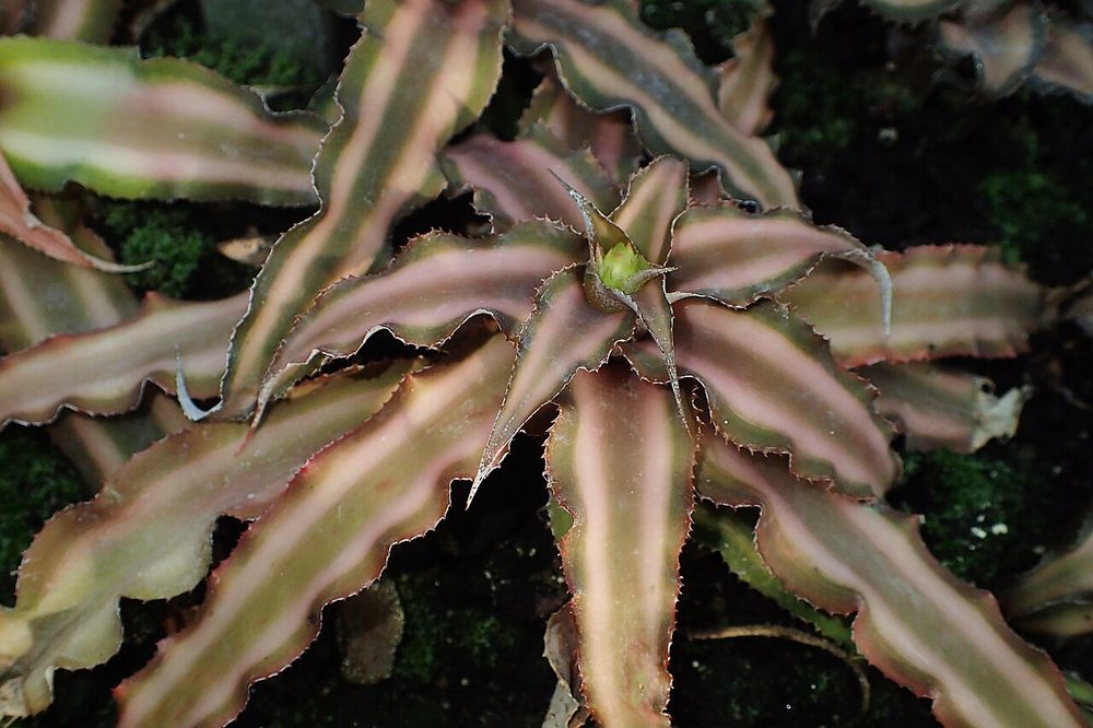 Earth Star (Cryptanthus bivittatus)