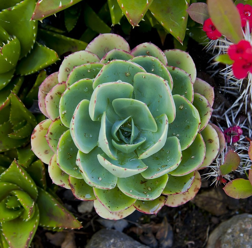 Echeveria (Echeveria elegans)