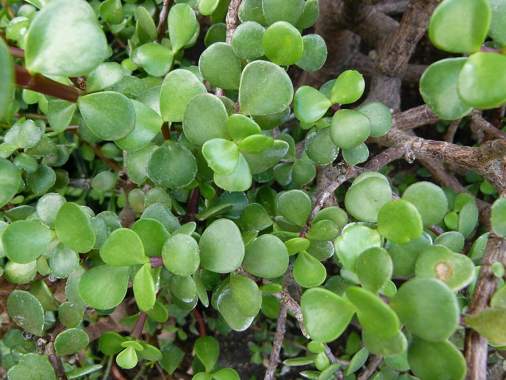 Elephant Bush (Portulacaria afra)