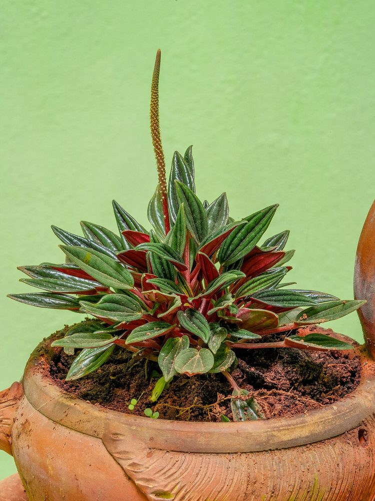 Closed Terrarium Plants | FloraVessa