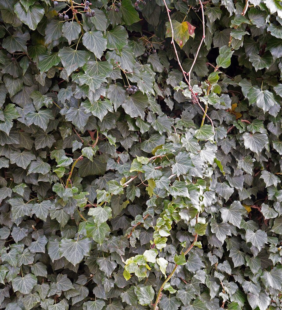 English Ivy (mini) (Hedera helix)