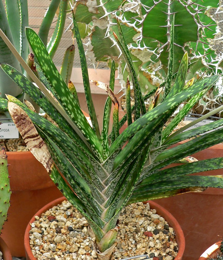 Gasteria (Gasteria bicolor)