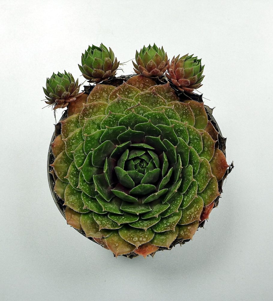 Hens and Chicks (Sempervivum tectorum)