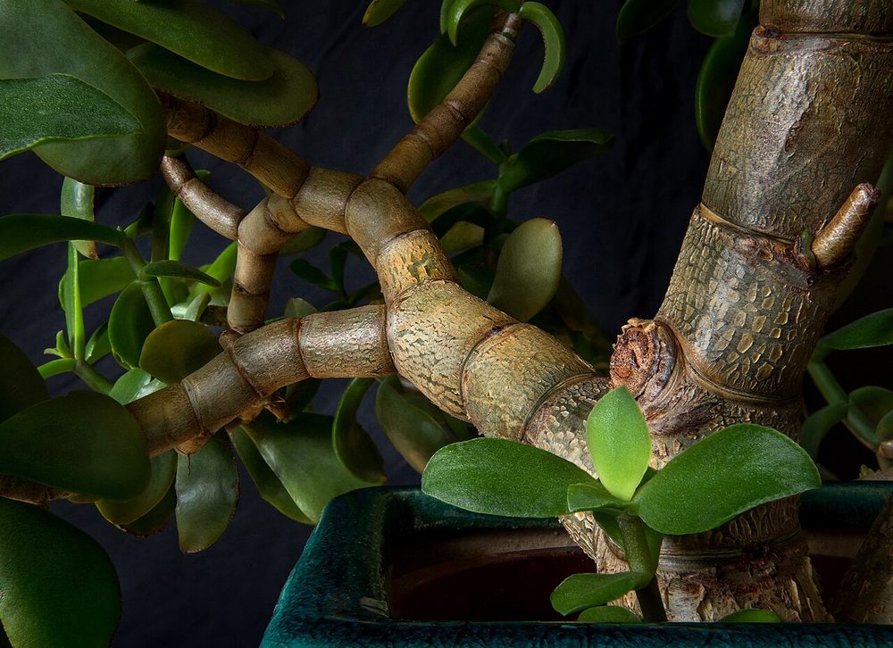 Jade Plant (mini) (Crassula ovata)