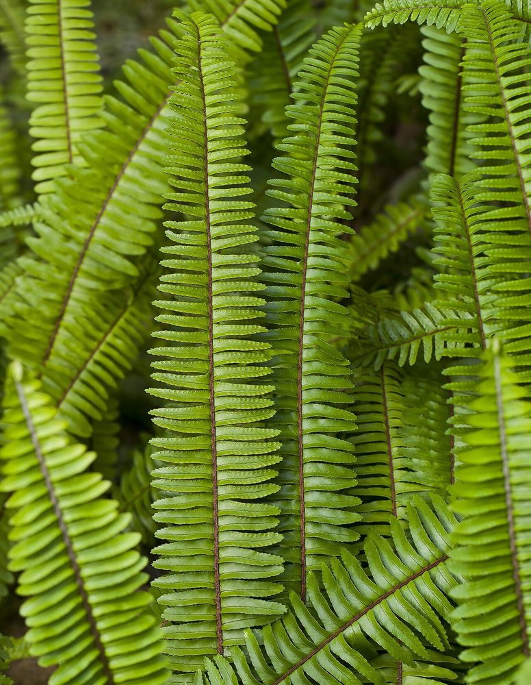 Lemon Button Fern (Nephrolepis cordifolia "Duffii")