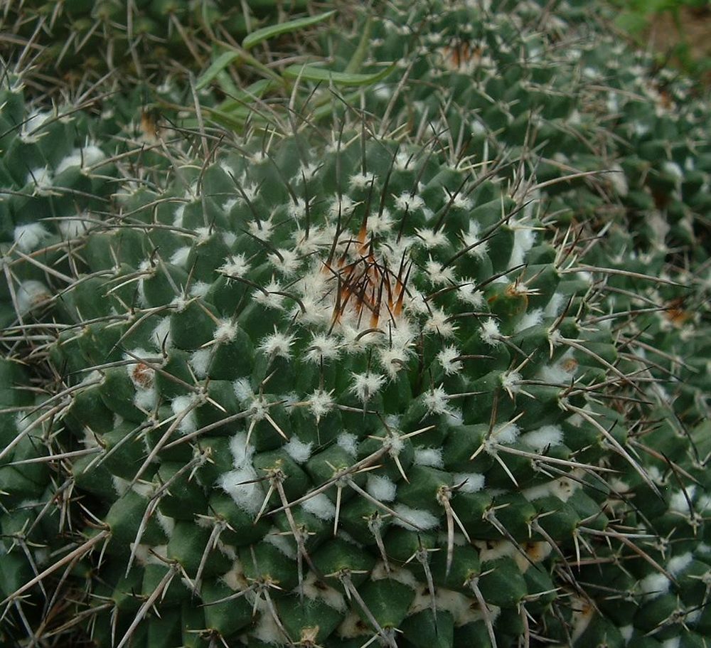 Pincushion Cactus (Mammillaria sp.)