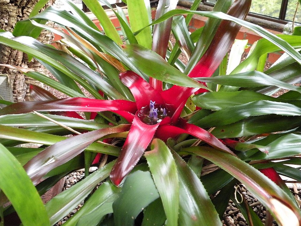 Neoregelia 'Fireball' (Neoregelia "Fireball")