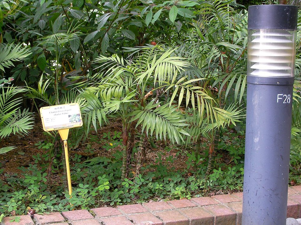 Parlour Palm (young) (Chamaedorea elegans)