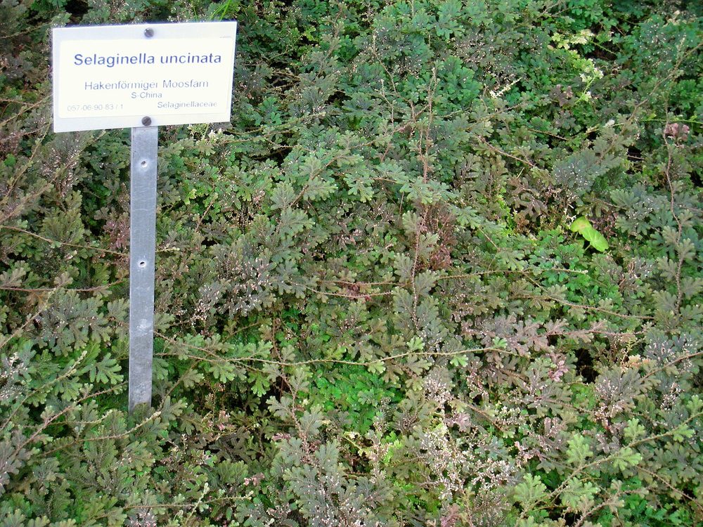 Peacock Spikemoss (Selaginella uncinata)