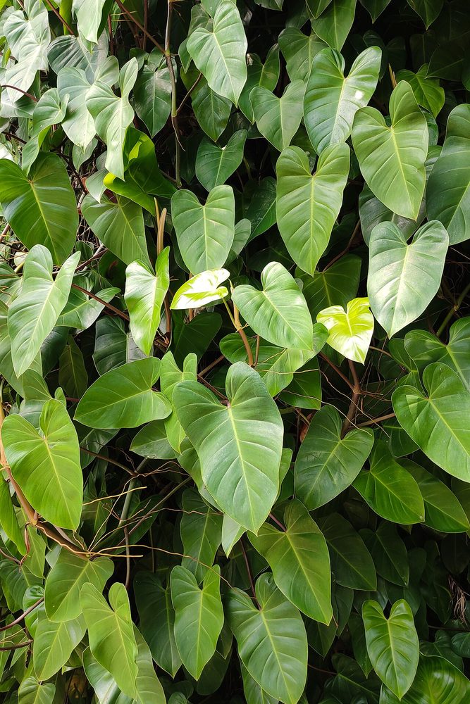 Velvet-Leaf Philodendron (Philodendron hederaceum "Micans")