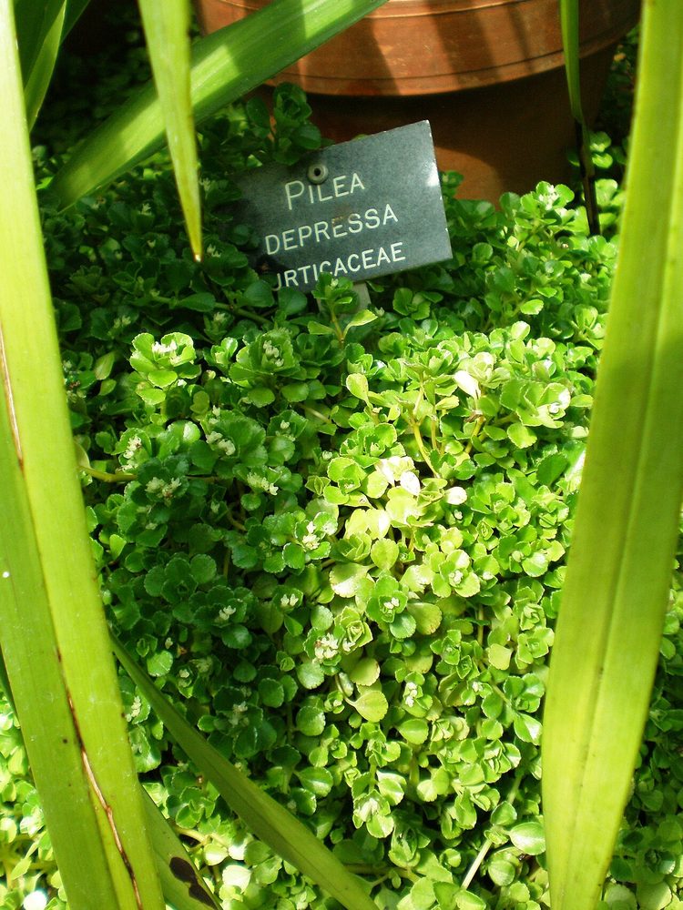 Pilea Depressa (Pilea depressa)