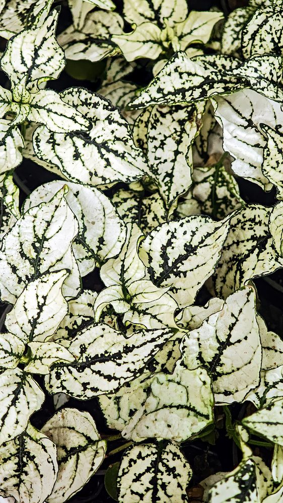 Polka Dot Plant (Hypoestes phyllostachya)