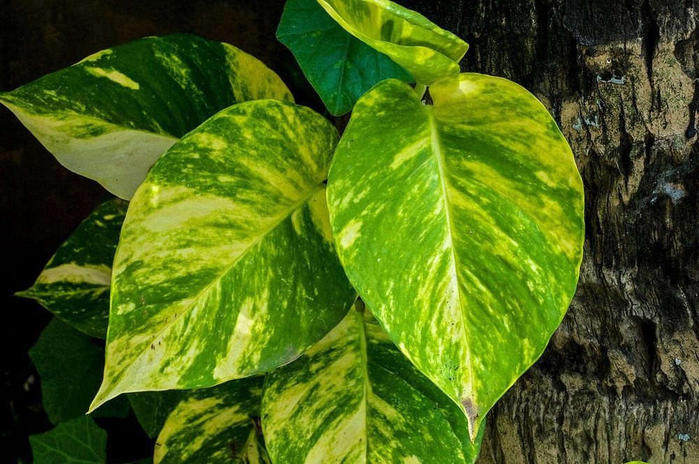 Pothos (mini) (Epipremnum aureum)
