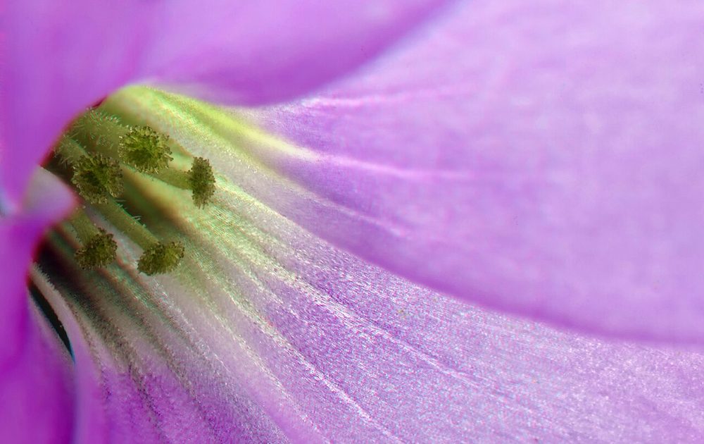Purple Shamrock (Oxalis triangularis)