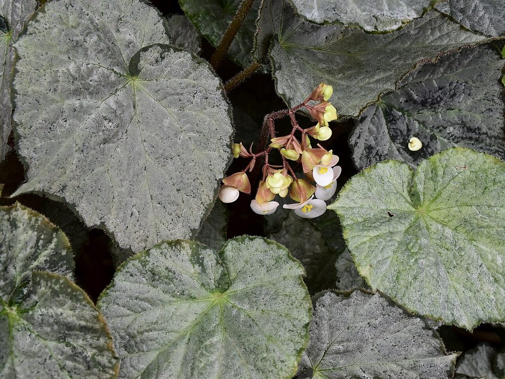 Rex Begonia (mini) (Begonia rex)