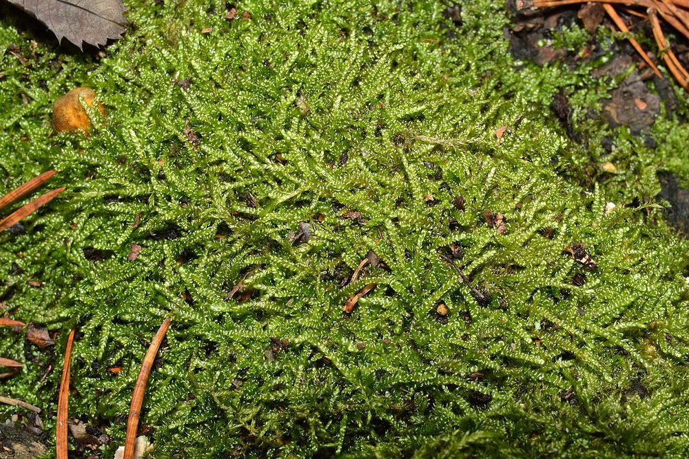 Sheet Moss (Hypnum sp.)