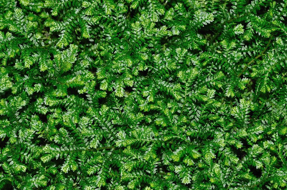Spikemoss (Selaginella kraussiana)
