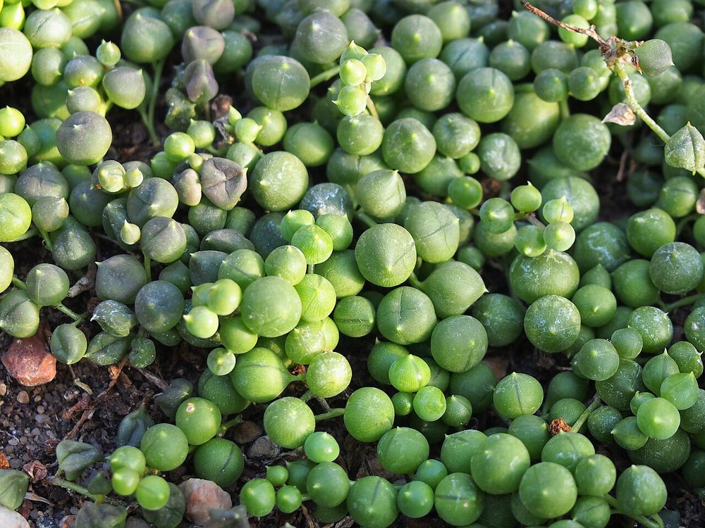 String of Pearls (Curio rowleyanus)