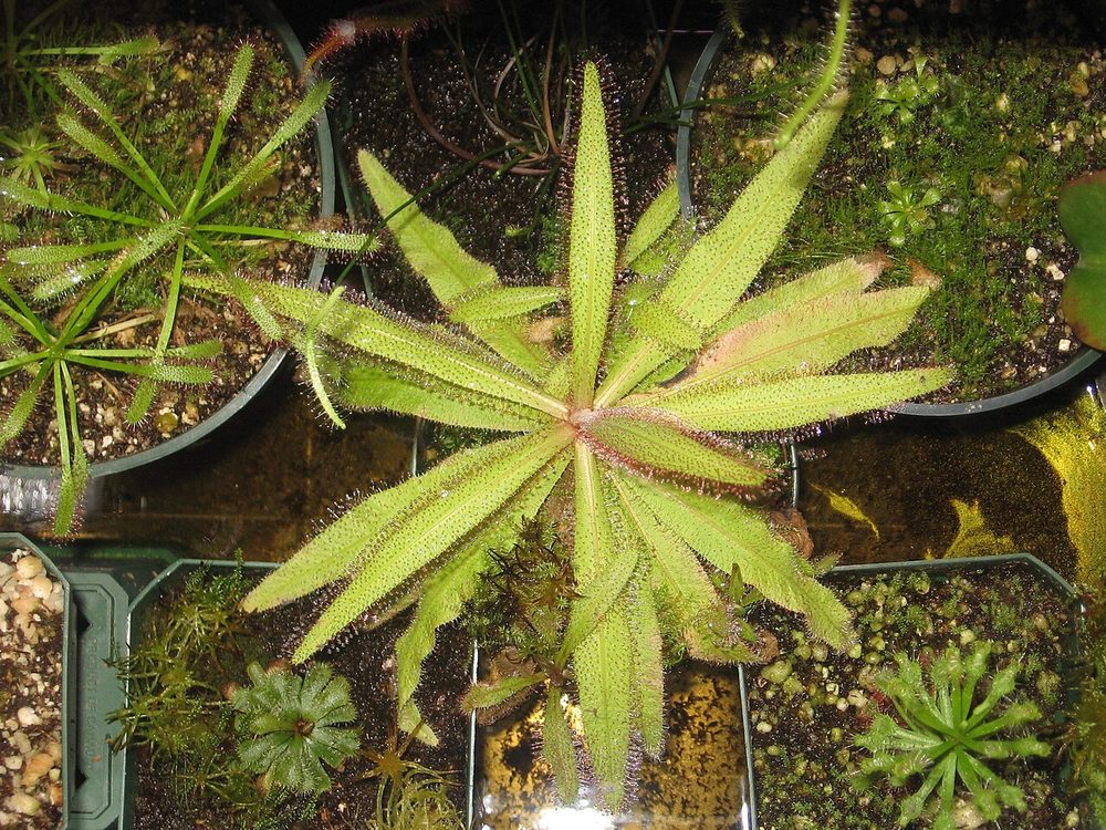Sundew (Drosera adelae)