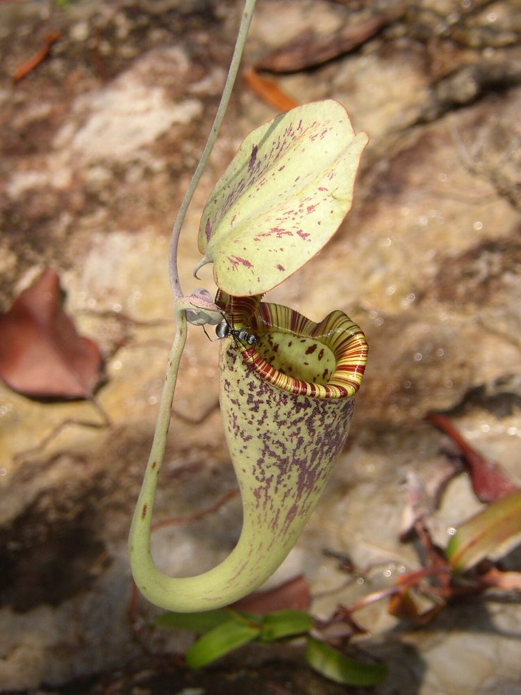 Tropical Pitcher Plant (Nepenthes)