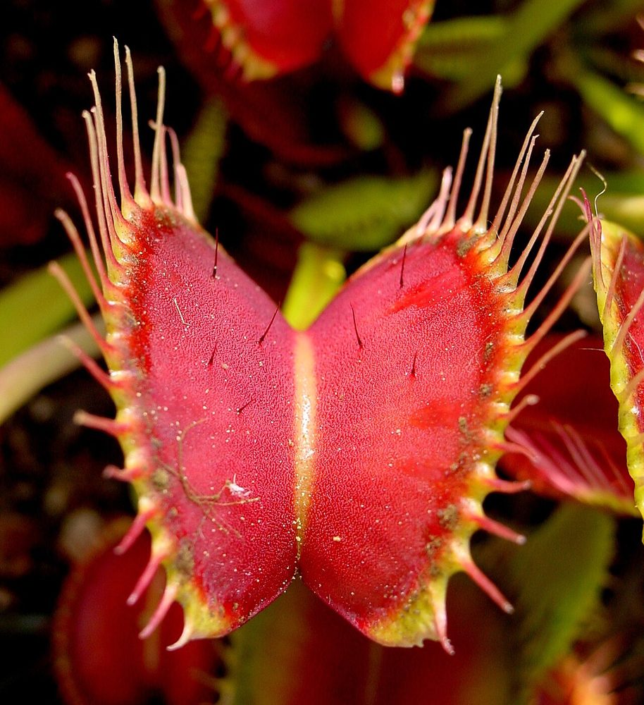Venus Flytrap (Dionaea muscipula)