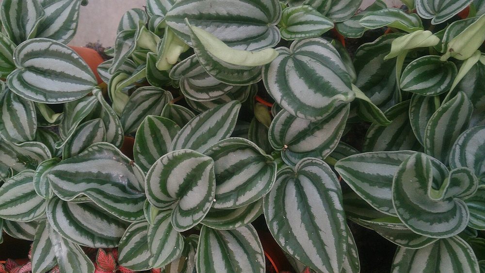 Watermelon Peperomia (Peperomia argyreia)