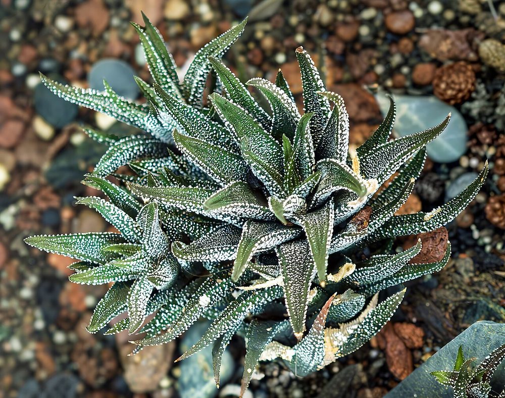 Zebra Haworthia (Haworthiopsis attenuata)